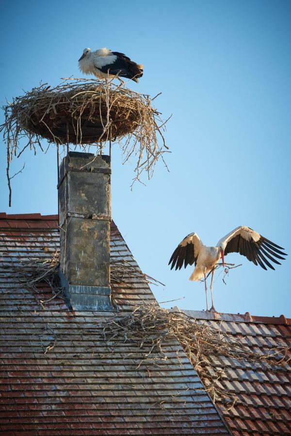 Logis 11 Apartments Ruszt Kültér fotó